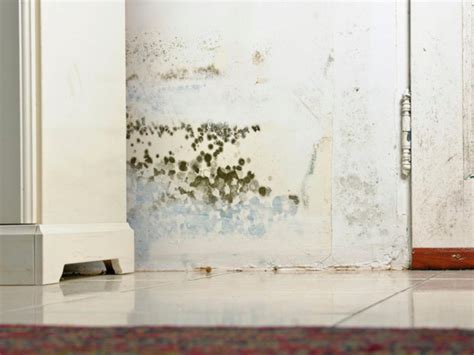 Common Types of Mold in Homes | HGTV