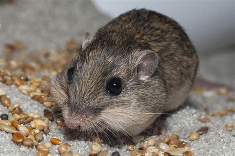 Captive-born Released Pacific Pocket Mice are Reproducing! | San Diego Zoo Institute for ...