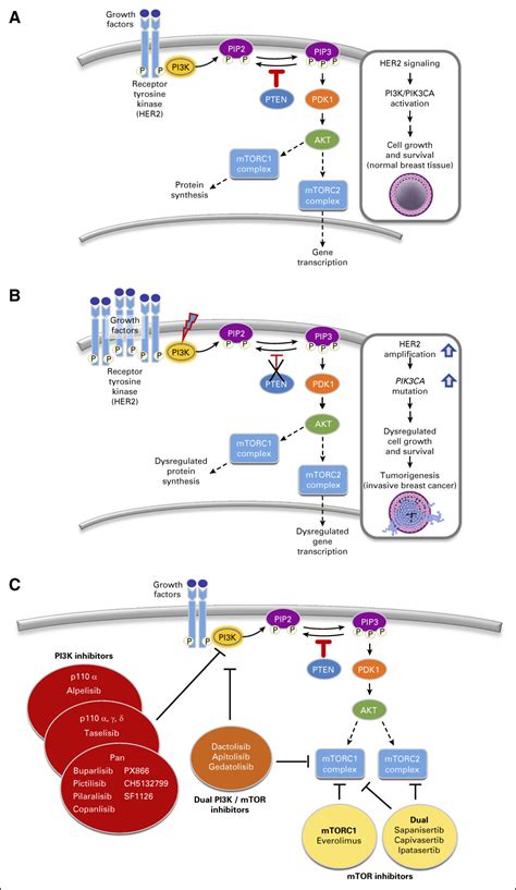 PIK3CA Mutations Drive Therapeutic Resistance in Human Epidermal Growth Factor Receptor 2 ...