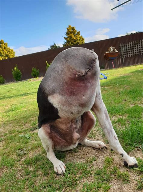 People Are Confused Over This Photo Of A ‘Headless’ Dog : The Premier Daily