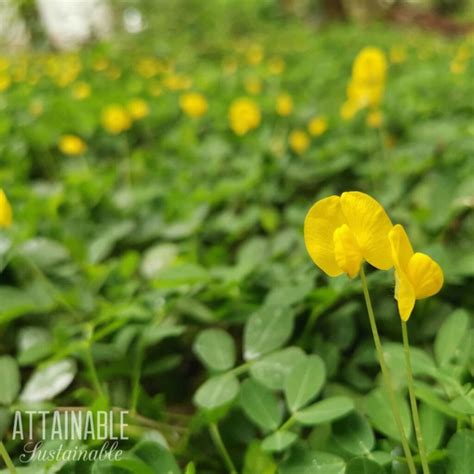 Perennial Peanut Grass: An Evergreen Ground Cover