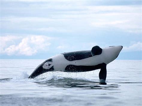 Orca ♡ - Orca whales Photo (35737390) - Fanpop