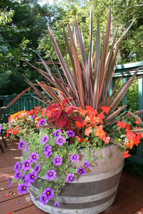 Tall spiky flax grass, bright orange coleus and purple trailing petunias make a colorful fall ...