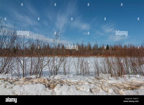 Sunny winter's day in the Sax-Zim Bog with snow, branches from shrubs ...