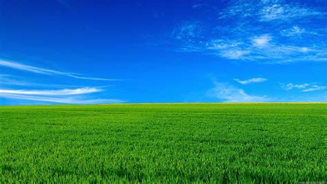 Green Grass Under Blue Sky HD Nature Wallpapers | HD Wallpapers | ID #45110