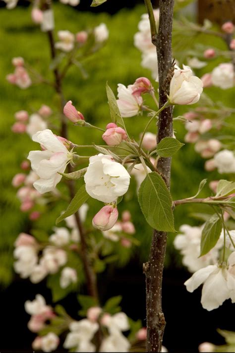 Crabapple/ Sargent Tina - Pine Lane Nursery