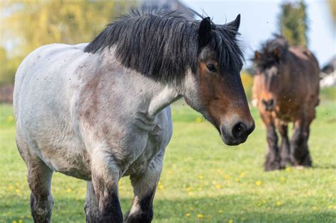 Popular Draft Horse Breeds | Love the Energy