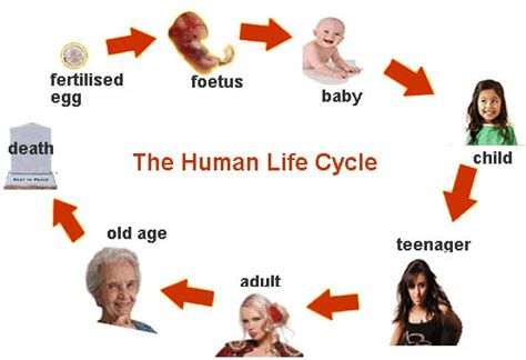 The circle of life - Emma Clarke