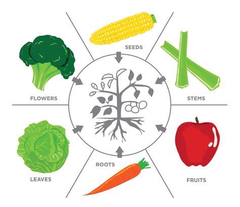 Plants We Eat - Science World | Plant science, Identify plant, Plants