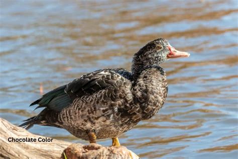 Muscovy Duck Colors | What Colors Are Muscovies? | Earth Life