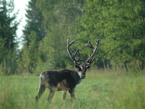 Finland wildlife short break | Responsible Travel