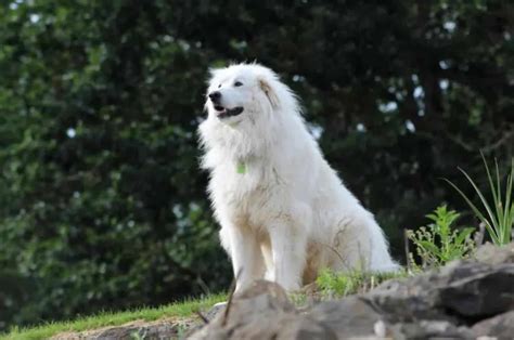 Great Pyrenees Training Tips You Didn’t Know You Needed