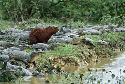 Capybara amongst Caimans Photograph by Eric Soder - Fine Art America