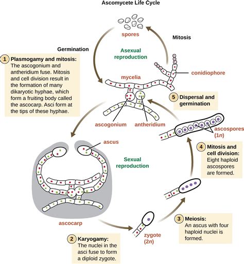 Fungi | Microbiology | Study Guides