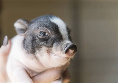 POT-BELLIED PIGS: A GREAT ADDITION TO YOUR SUSTAINABLE GARDEN | Kellogg Garden Products