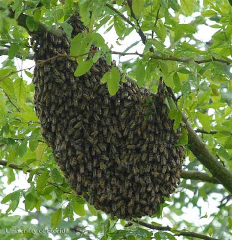 Africanized honey bee - Apis mellifera scutellata Lepeletier