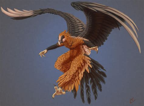 Bearded Vulture by Hexabeast on DeviantArt