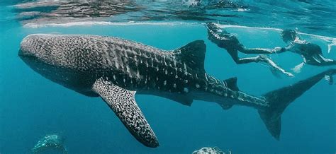 Unveiling the Mystery: Shifting Whale Shark Migration Patterns in the Arabian Sea and Ethical ...