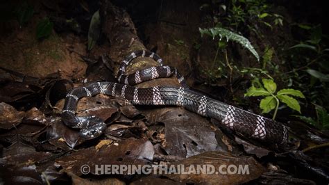 Bungarus slowinskii – Red River Krait – HerpingThailand.com