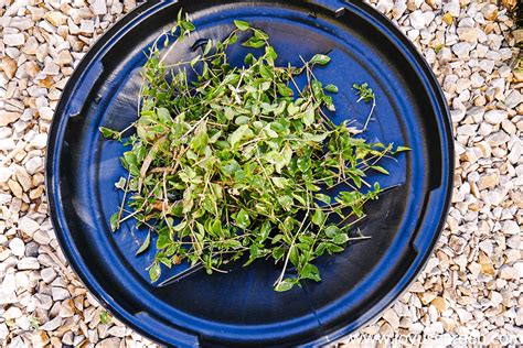 Pruning Lantana: Key Tips For Healthy Plants & Abundant Blooms