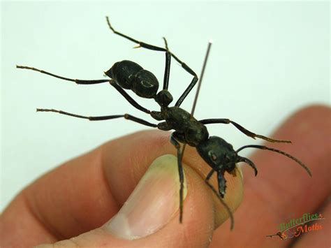 Ant Dinoponera gigantea PERU - World of Butterflies and Moths