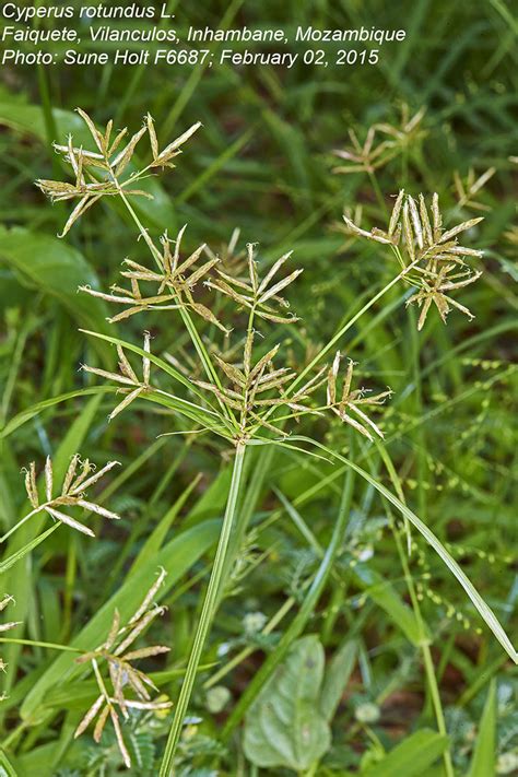 Flora of Zambia: Species information: individual images: Cyperus rotundus