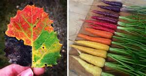 71 Photos Reveal The Full Spectrum Of Autumn’s Colors | Bored Panda