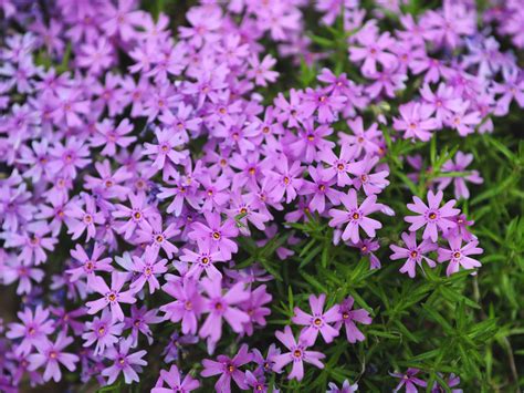 Purple Perennial Ground Cover