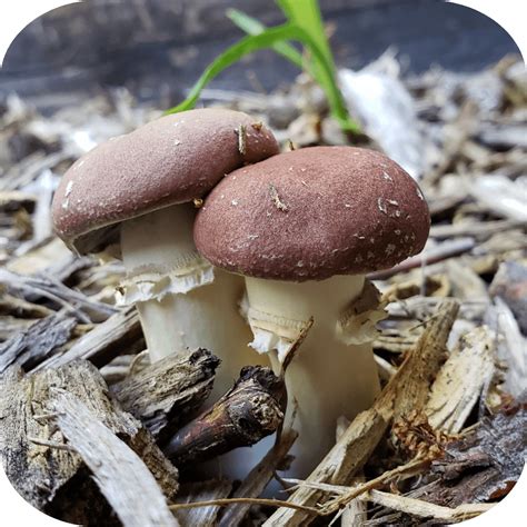 Grow Mushrooms Outside! (The easiest way to grow) – Cloud Culture