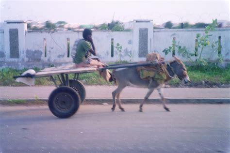 Donkey cart ~ Vehicles Wall