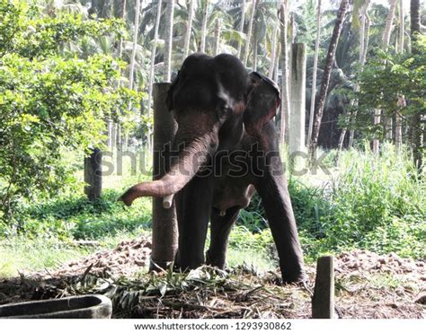 Elephant Camp Sanctuary Guruvayur Kerala Stock Photo 1293930862 ...