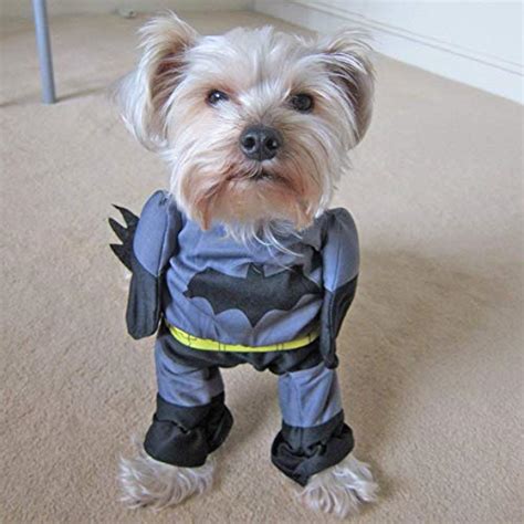 Top 17 Superhero Costumes For Dogs | The Dog People by Rover.com