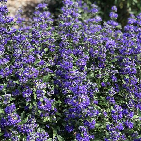 Caryopteris BEYOND MIDNIGHT - Buy Bluebeard Shrubs Online