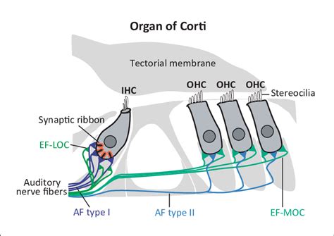 Schematic drawing of the adult organ of Corti, the sensory epithelium ...