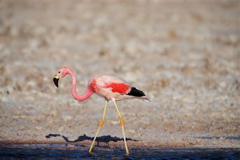 Andean Flamingo | Project Noah