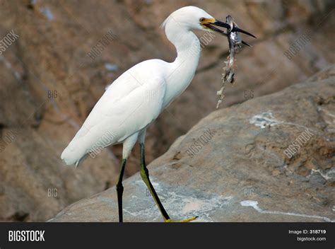 White Bird Eating Fish Image & Photo | Bigstock