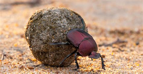 How do dung beetles' diets keep the world clean? | Natural History Museum