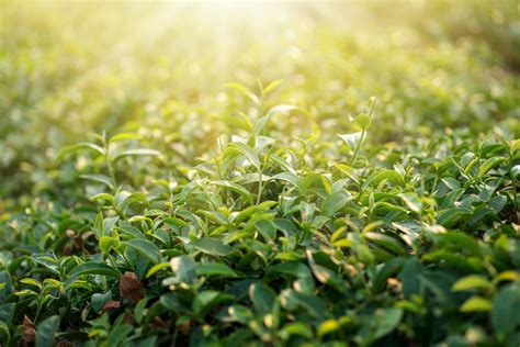 Green tea leaves. nature green background 3168622 Stock Photo at Vecteezy