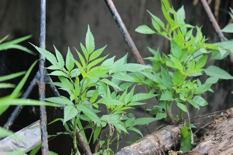 Christian Images In My Treasure Box: Poison Hemlock