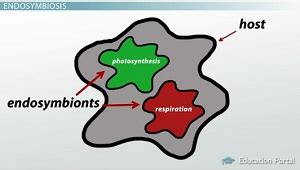 Endosymbiotic Theory | Definition, Evidence & Examples - Lesson | Study.com