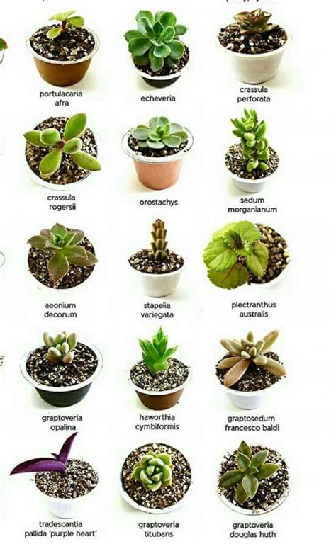 Pin de Tati Ferreira en Jardin | Plantas suculentas colgantes, Suculentas, Tipos de plantas ...