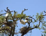 Wood Storks Nesting Free Stock Photo - Public Domain Pictures