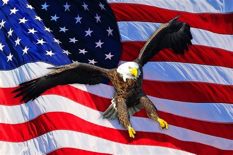 American Bald Eagle/Flag | 動物, 和