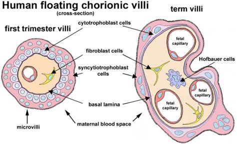 Placenta - Villi Development - Embryology