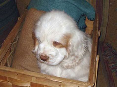 Puppy Pictures and Review | Clumber spaniel, Puppies, Puppy pictures