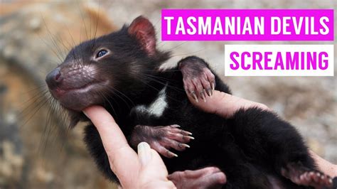 Cute Tasmanian Devil Screaming and Growling Compilation 2017 - YouTube