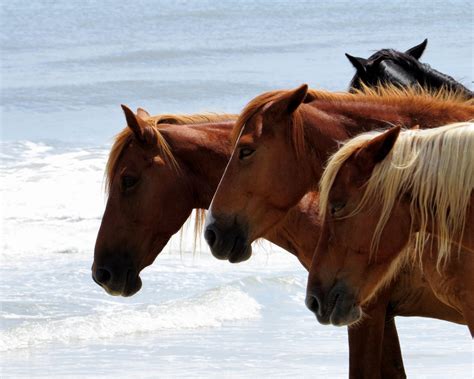 Wild Horses of the Outer Banks, Corolla North Carolina Beach ...