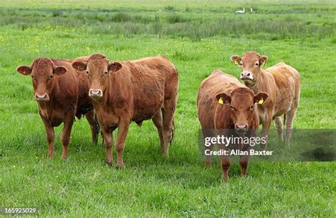 3,033 Four Cows Stock Photos, High-Res Pictures, and Images - Getty Images