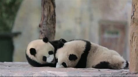 Baby Panda's New Names - YouTube