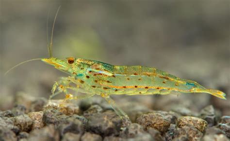 Amano Shrimp: Care, Lifespan, Breeding & Algae-Eating!